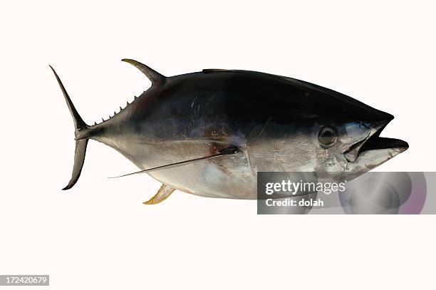 yellowfin tuna - yellowfin tuna 個照片及圖片檔