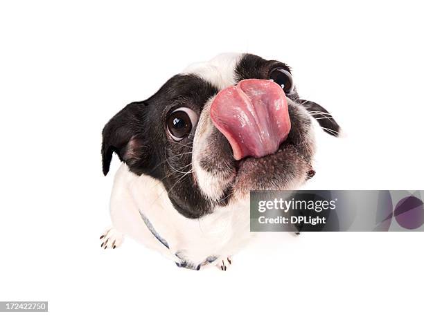 yum - funny dogs fotografías e imágenes de stock