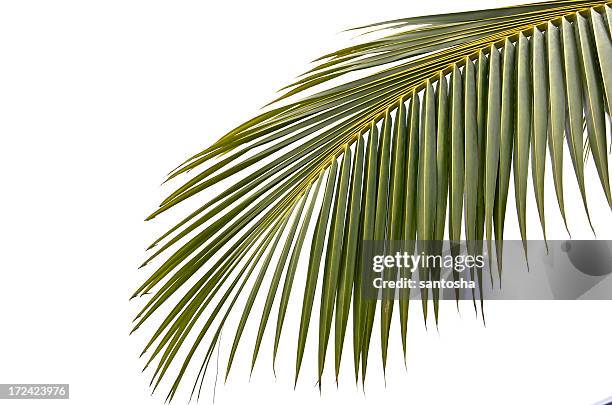 palmtree leaf - palm leaves stockfoto's en -beelden