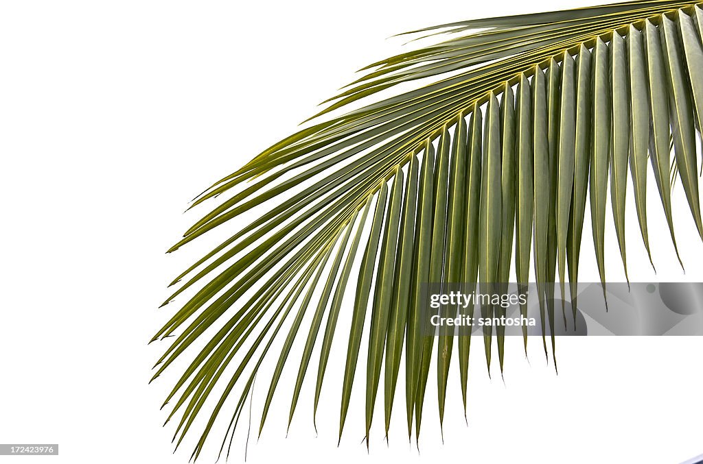 Palmtree Leaf