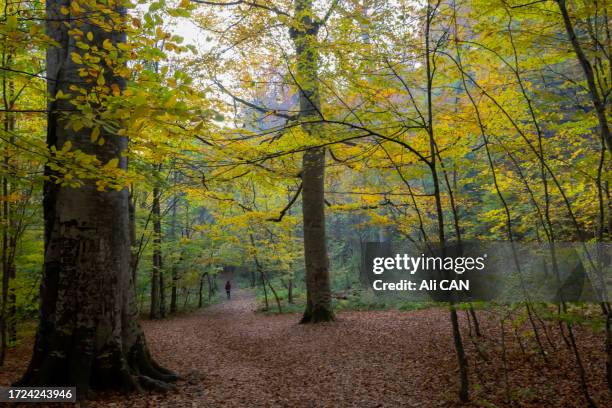 autumn landscapes - ali mountains stock-fotos und bilder