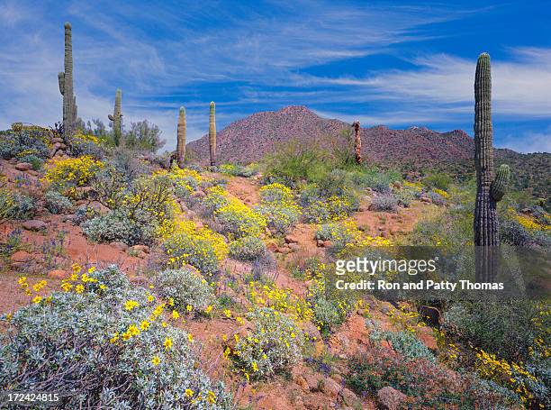 arizona spring wüste - phoenix arizona stock-fotos und bilder