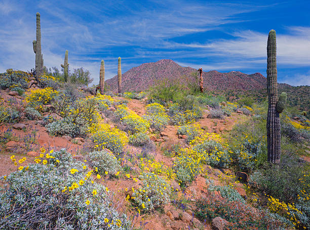 Spring In Desert 1,679 Sonoran Desert Flowers Stock Photos, High-Res Pictures, and ...