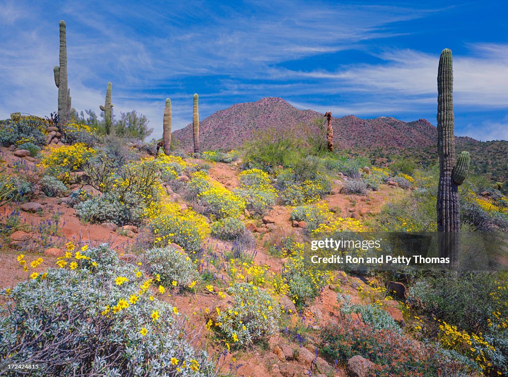Arizona spring desert