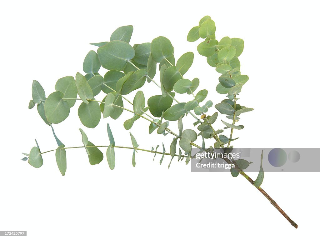 Eucalyptus branch