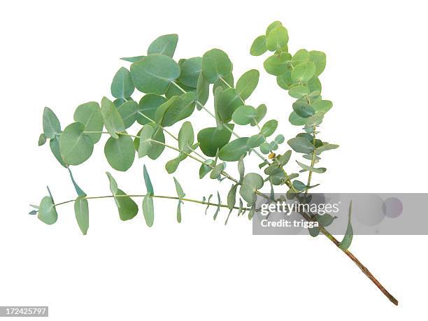 eucalyptus branch - leaf white background stock pictures, royalty-free photos & images