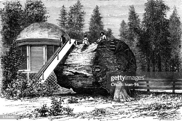giant sequoia - sequoia stock illustrations