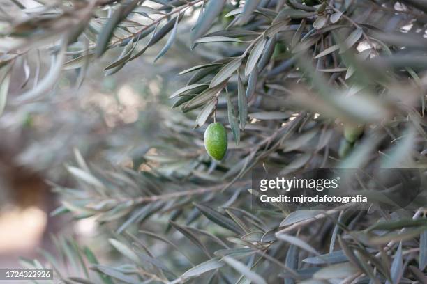 green olives hanging on tree - green olive fotografías e imágenes de stock