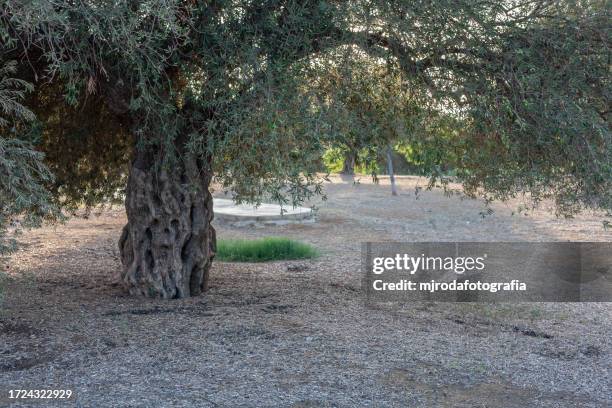 closeup of a century-old olive tree - olive tree foto e immagini stock