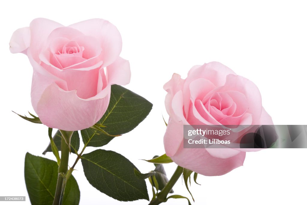 Pink Roses (XL)