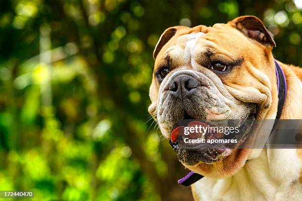 purebreed englsh bulldog - whisker stock pictures, royalty-free photos & images