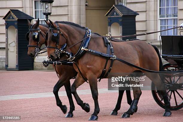 royal carriage and horses leaving buckingham palace - horse carriage bildbanksfoton och bilder