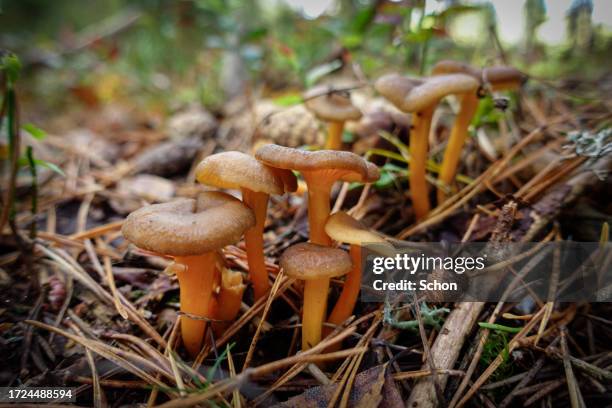 close up of funnel chanterelle in the forest in autumn - cantharellus tubaeformis stock pictures, royalty-free photos & images