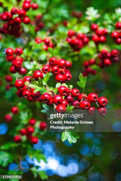 hawthorn berries - hawthorn fruits stock pictures, royalty-free photos & images