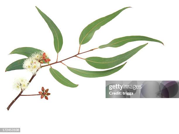 red and white flowering eucalyptus branch - flowers australian stockfoto's en -beelden