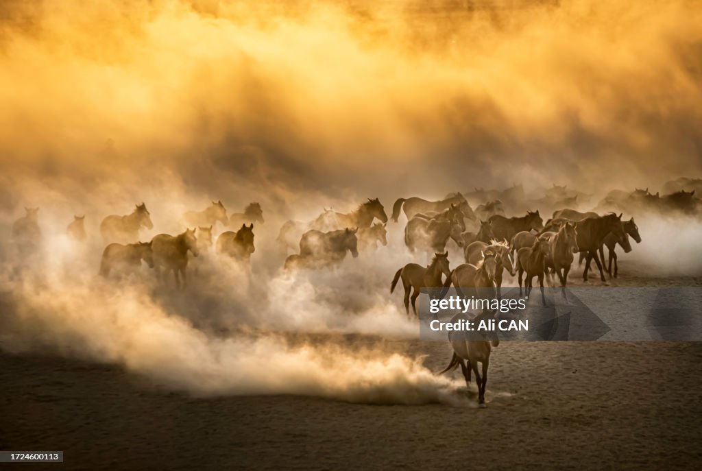 Herds of wild horses