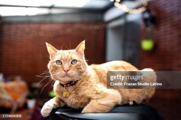 gato pelirrojo acostado en casa - collar-para-perro fotografías e imágenes de stock