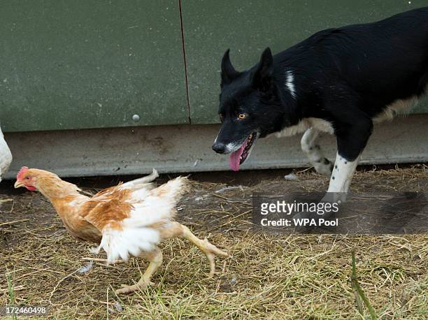 Camilla, Duchess of Cornwall and Prince Charles, Prince of Wales watch a Border Collie dog named Dot as it rounds up chickens during a tour of Rhug...