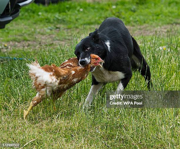 Camilla, Duchess of Cornwall and Prince Charles, Prince of Wales watch a Border Collie dog named Dot as it rounds up chickens during a tour of Rhug...