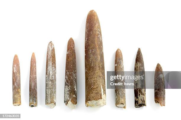 25 Belemnite Stock Photos High Res Pictures And Images Getty Images 25-belemnite-stock-photos-high-res-pictures-and-images-getty-images