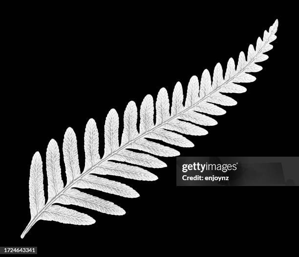 new zealand silver fern vector - silver fern stock illustrations