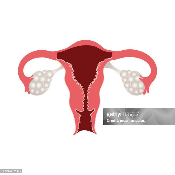 struktur des weiblichen fortpflanzungssystems, der eierstöcke und der gebärmutter - cervix stock-grafiken, -clipart, -cartoons und -symbole