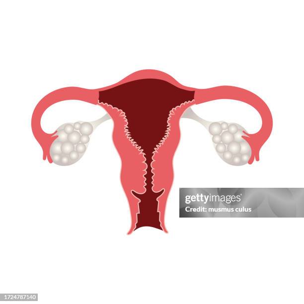 ilustraciones, imágenes clip art, dibujos animados e iconos de stock de estructura del aparato reproductor femenino, ovarios y útero - cervix