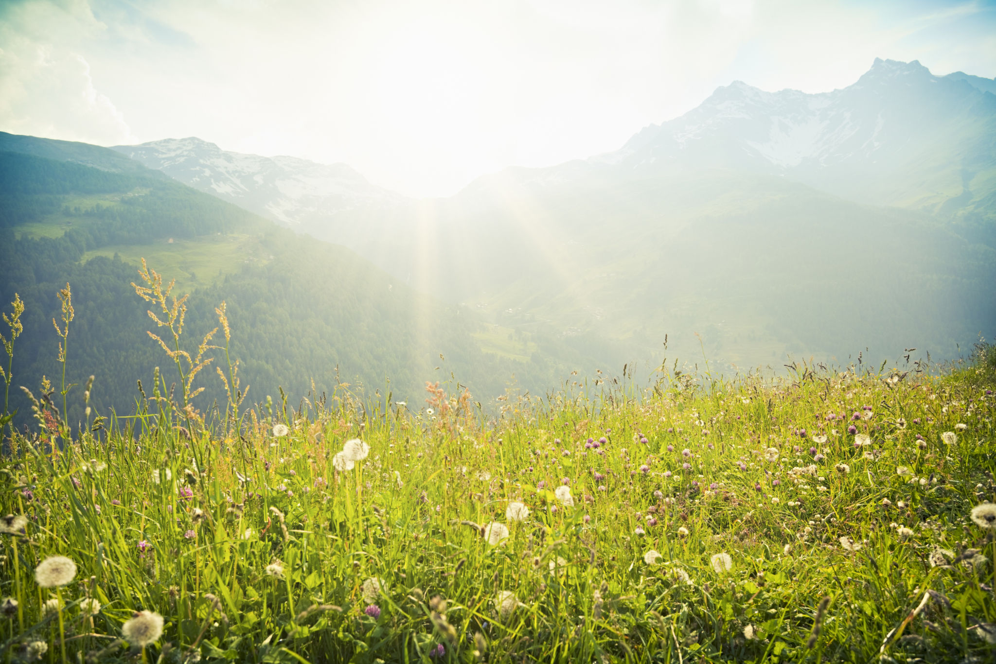 alpine herbs