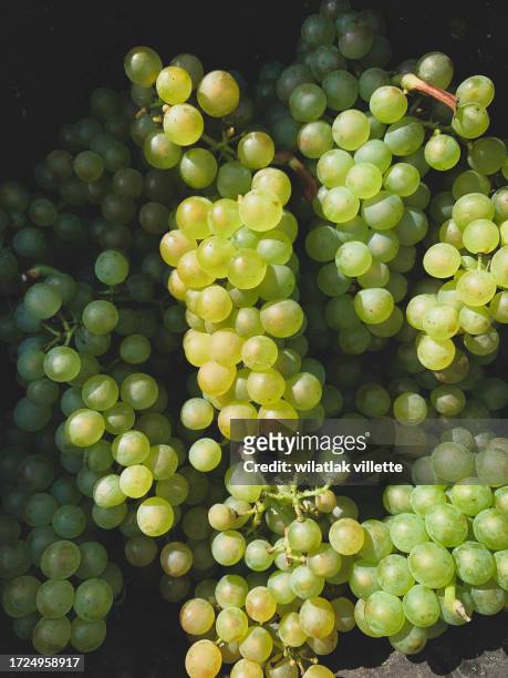 fresh dark green grape background - pinot noir grape - fotografias e filmes do acervo