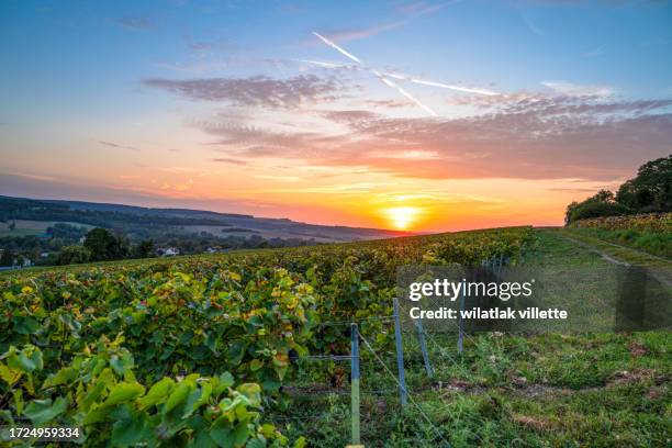 landscape with view of vineyard at sunset - vineyard new south wales stock pictures, royalty-free photos & images