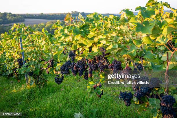 lush wine grapes clusters hanging on the champagne - blauer spätburgunder traube stock-fotos und bilder
