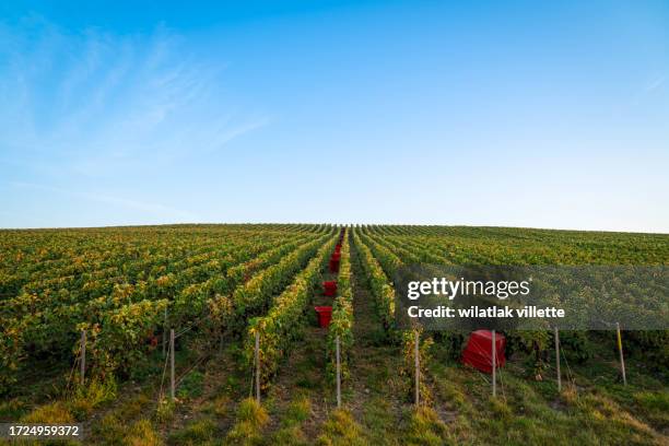 tractor full of grapes in the vineyard - moet et chandon vineyard stock pictures, royalty-free photos & images