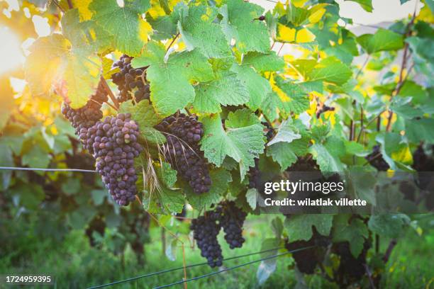 lush wine grapes clusters hanging on the champagne - blauer spätburgunder traube stock-fotos und bilder