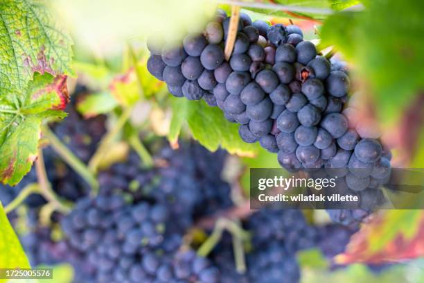 lush wine grapes clusters hanging on the champagne - blauer spätburgunder traube stock-fotos und bilder