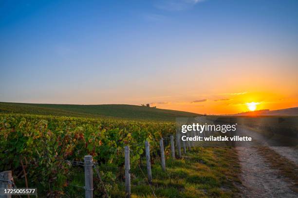 landscape with view of vineyard at sunset - sunset vineyard stockfoto's en -beelden