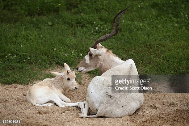 An addax calf, born June 7, rests alongside an adult female addax at Brookfield Zoo on July 2, 2013 in Brookfield, Illinois. About 200 of the...