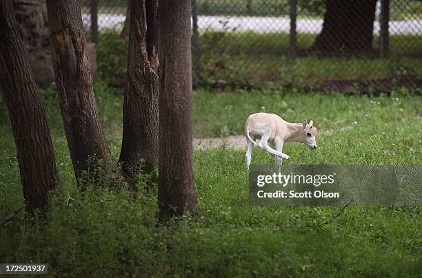 An addax calf, born June 7, roams the enclosure at Brookfield Zoo on July 2, 2013 in Brookfield, Illinois. About 200 of the nearly-extinct addax live...