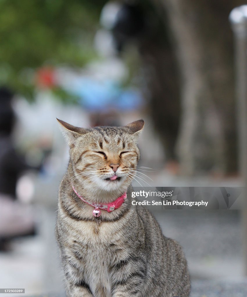 Cute cat smiling