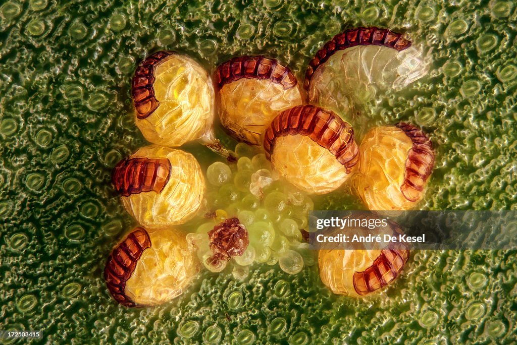 Fern sorus