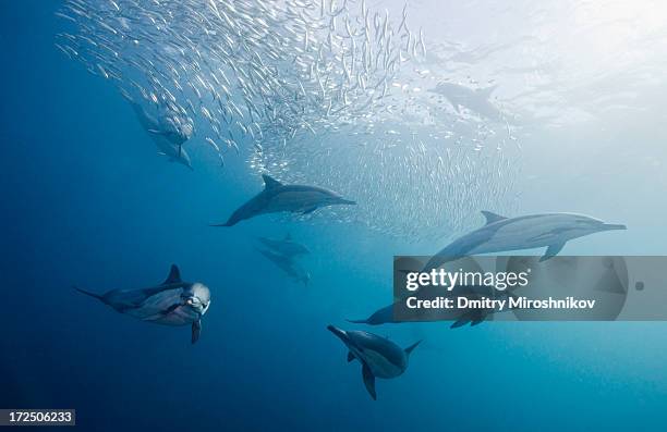 dolphins hunting - tiere bei der jagd stock-fotos und bilder