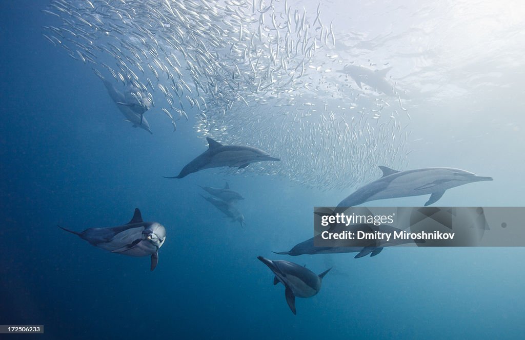 Dolphins hunting