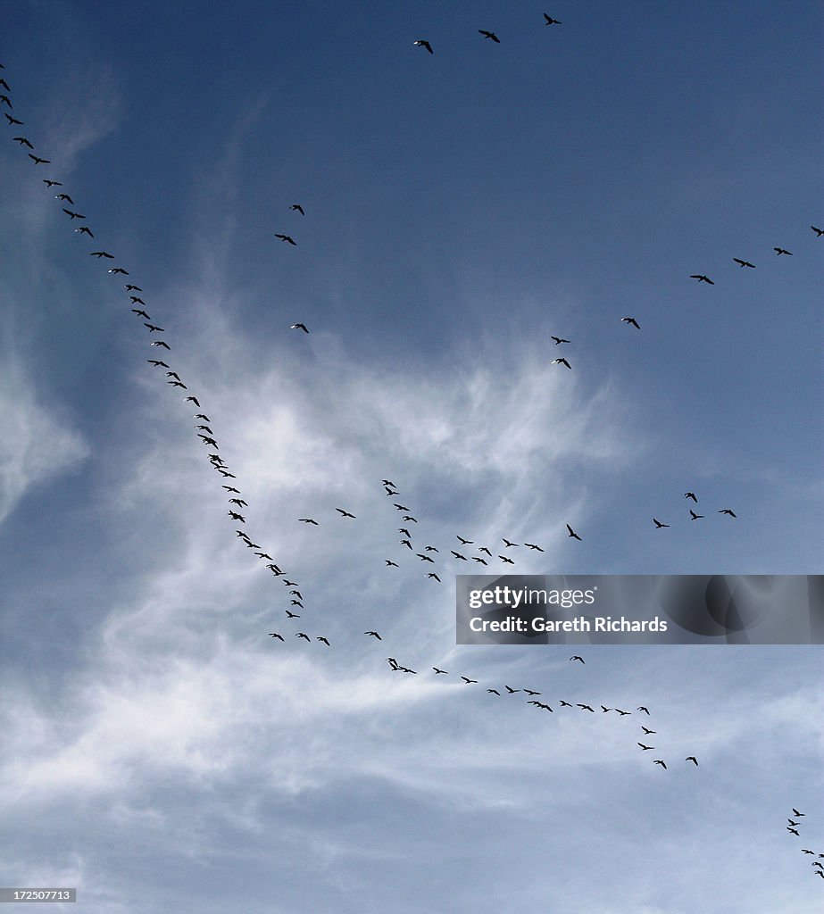 V flight of geese