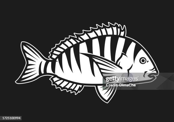 48 Sheepshead Fish Stock Photos, High-Res Pictures, and Images