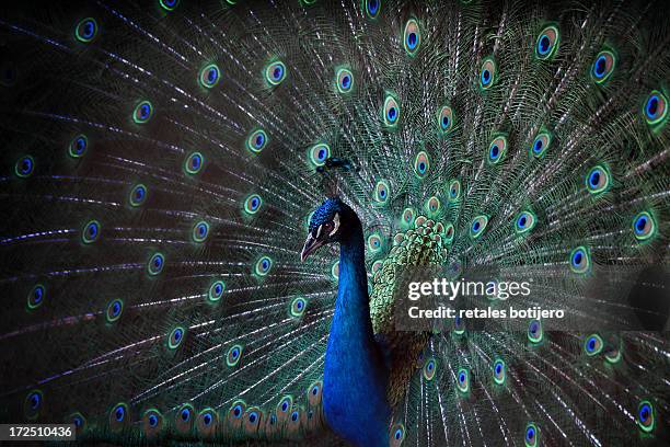 peacock - pauwenveer stockfoto's en -beelden