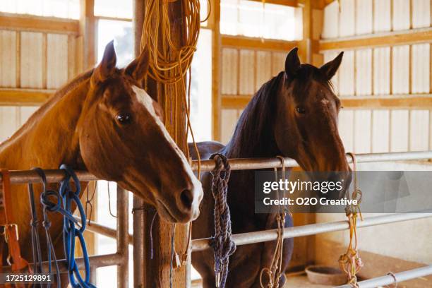 horses in a barn/stable - 35mm film scan - enclosure stock pictures, royalty-free photos & images
