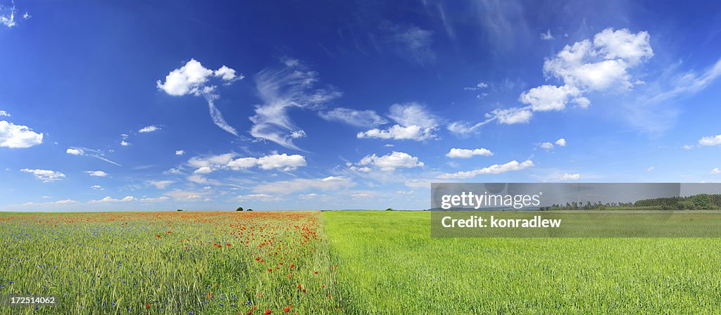 Poppy field landscape