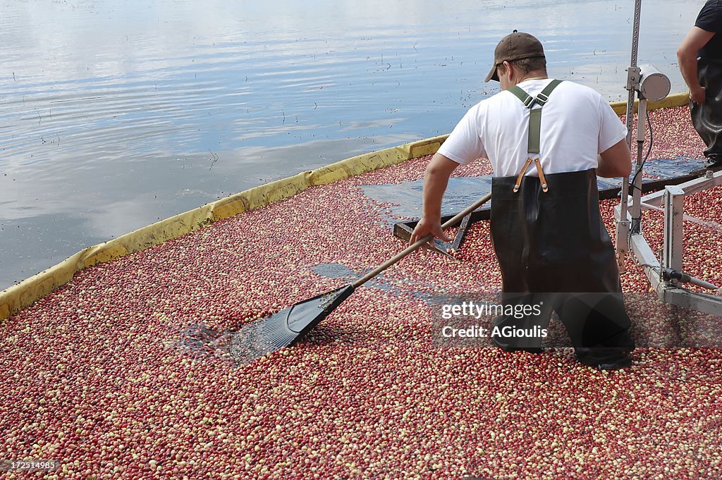 Cranberry-Ernte in New Jersey
