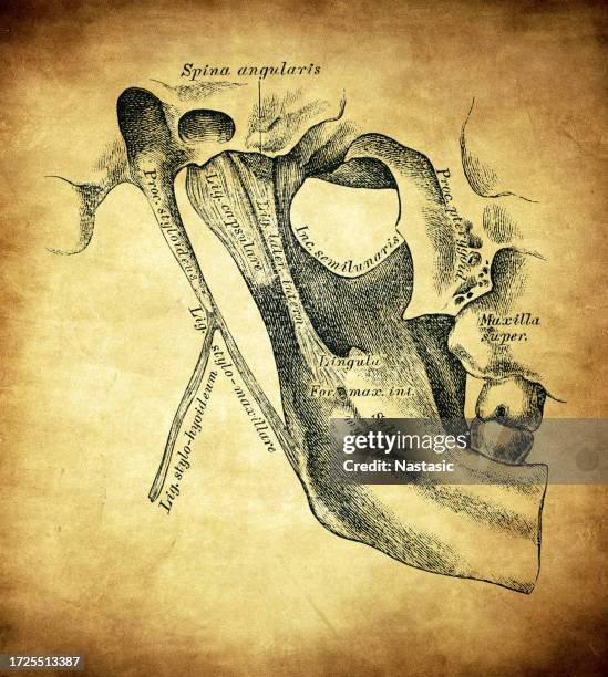 Maxilla Draw Lower Body Drawing Photos and Premium High Res Pictures - Getty Images