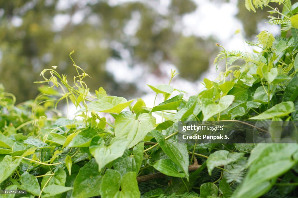 Vine green leaves