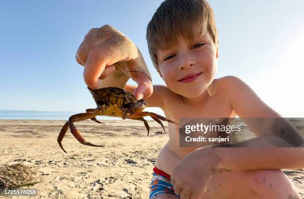 kid holding crab at the beach - crab stock pictures, royalty-free photos & images